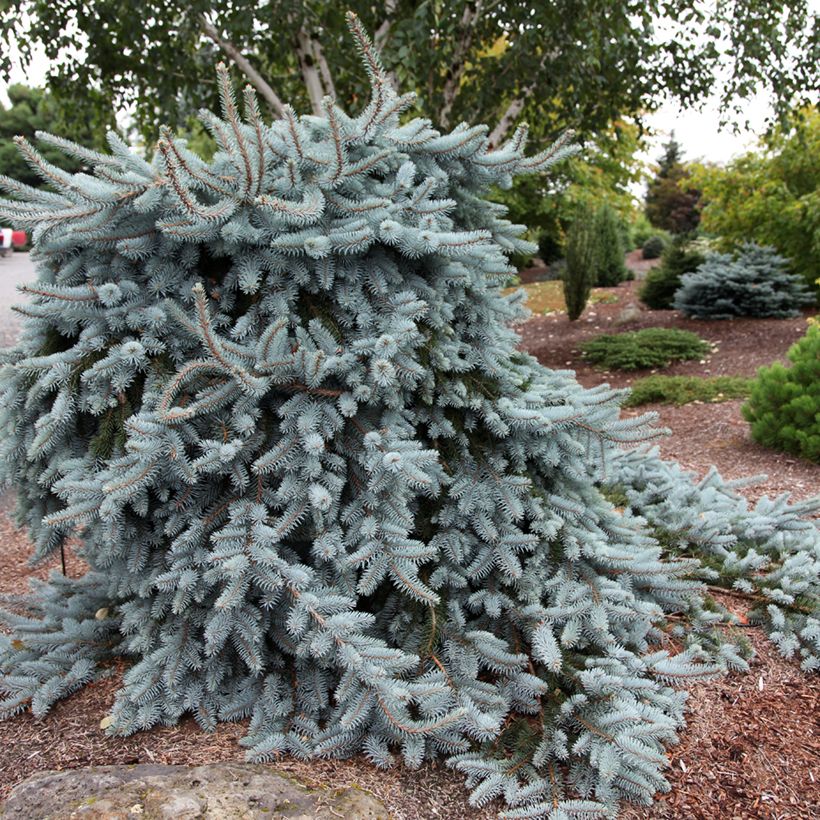 Picea pungens Glauca Pendula - Blauwe spar (Groeiplaats)