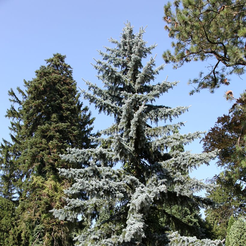 Picea pungens - Blauwe spar (Groeiplaats)