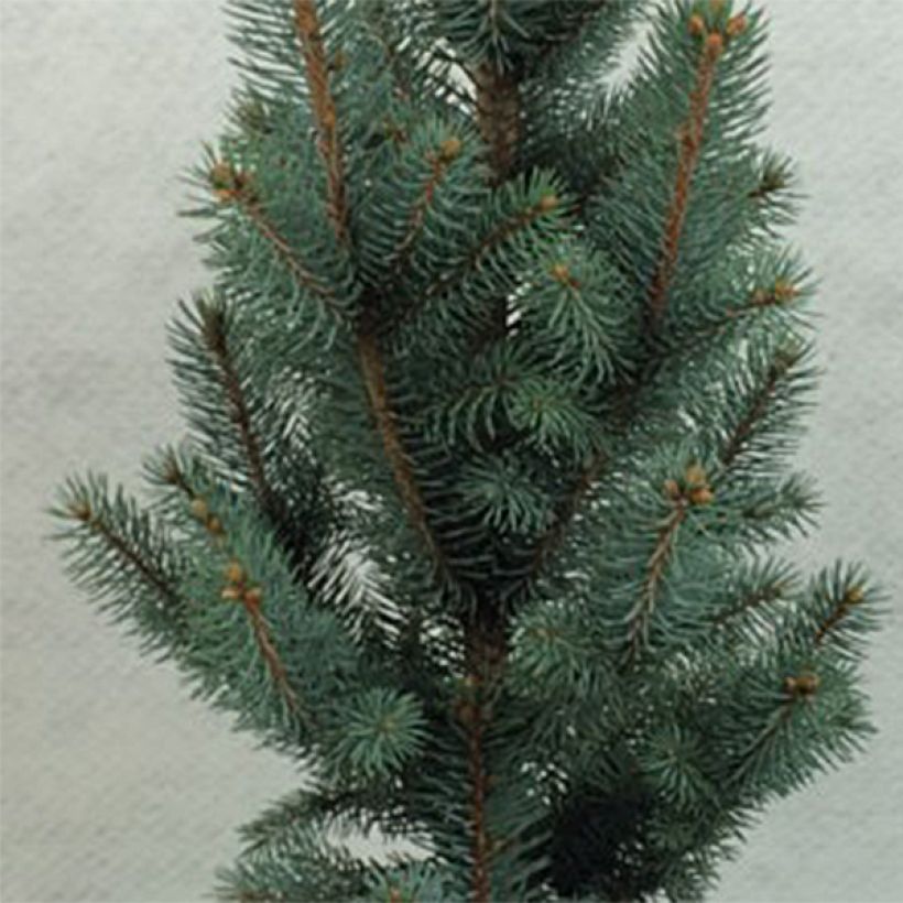 Picea pungens Iseli Fastigiate - Blauwe spar (Foliage)