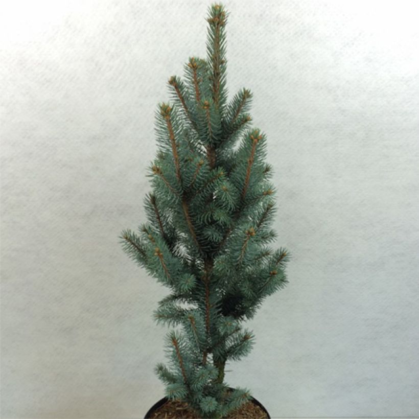 Picea pungens Iseli Fastigiate - Blauwe spar (Plant habit)