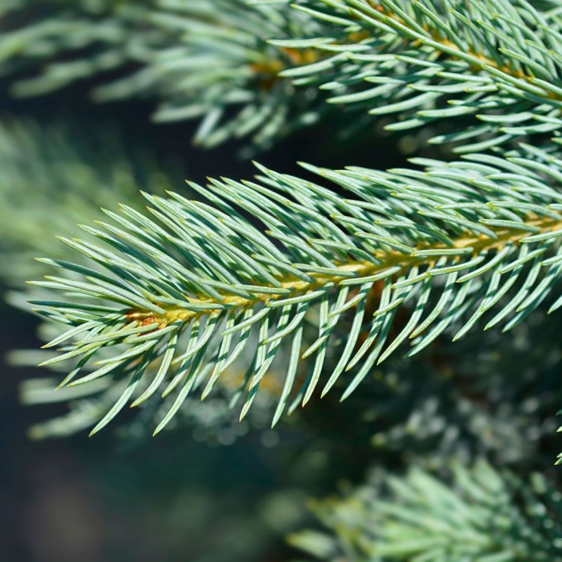 Picea pungens Iseli Fastigiate - Blauwe spar (Blad)