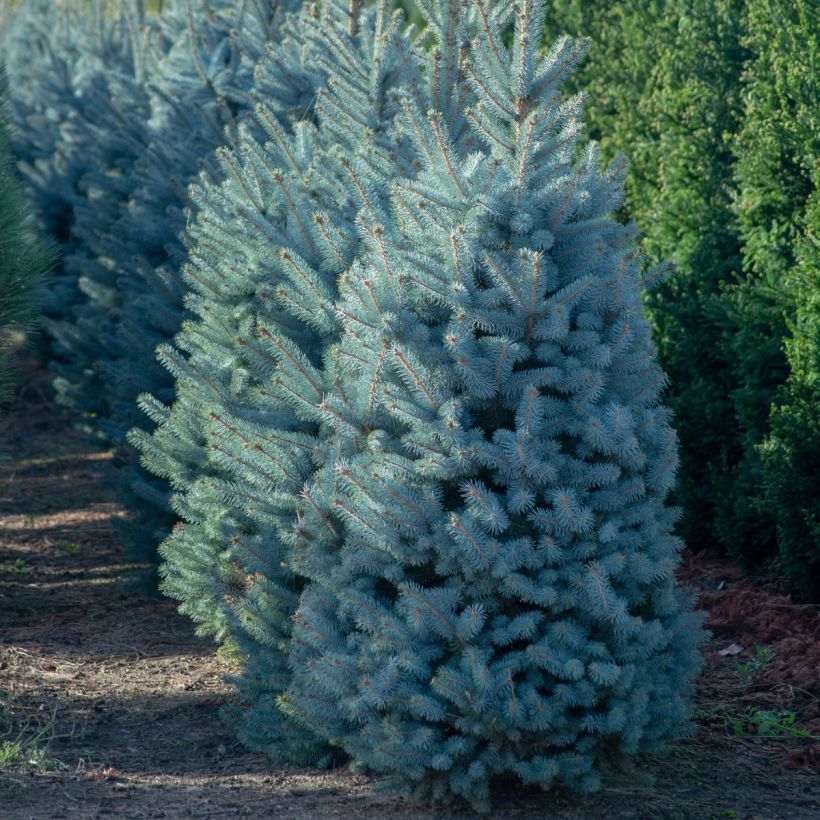 Picea pungens Iseli Fastigiate - Blauwe spar (Groeiplaats)