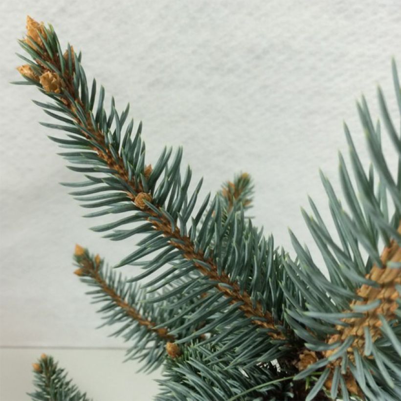 Picea pungens Iseli Foxtail - Blauwe spar (Foliage)