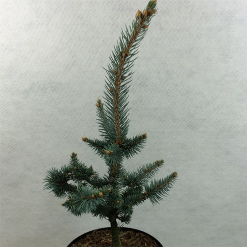 Picea pungens Iseli Foxtail - Blauwe spar (Plant habit)