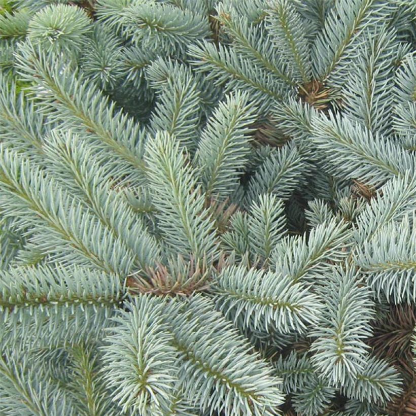 Picea pungens Jeddeloh - Blauwe spar (Foliage)