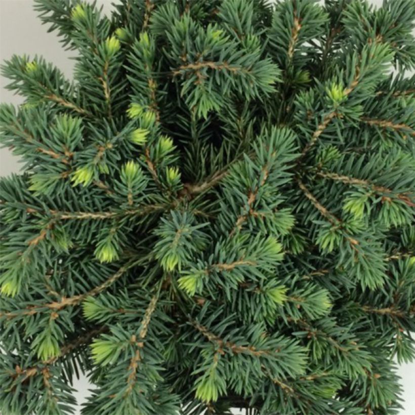 Picea pungens Kuba - Blauwe spar (Foliage)