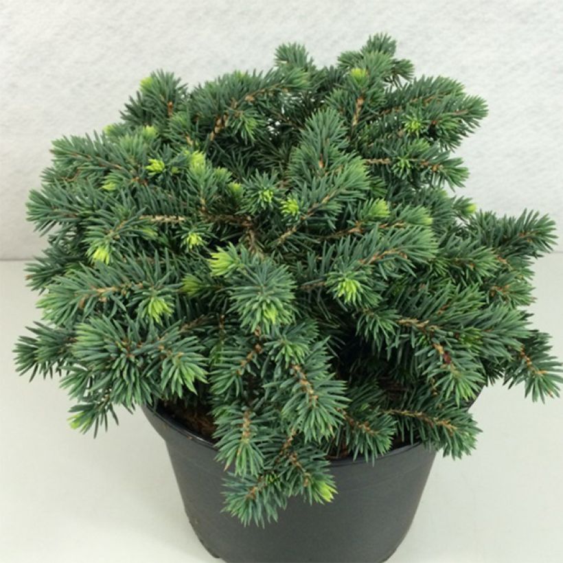 Picea pungens Kuba - Blauwe spar (Plant habit)
