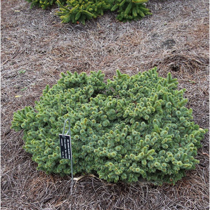 Picea pungens Mrs Cesarini - Blauwe spar (Plant habit)