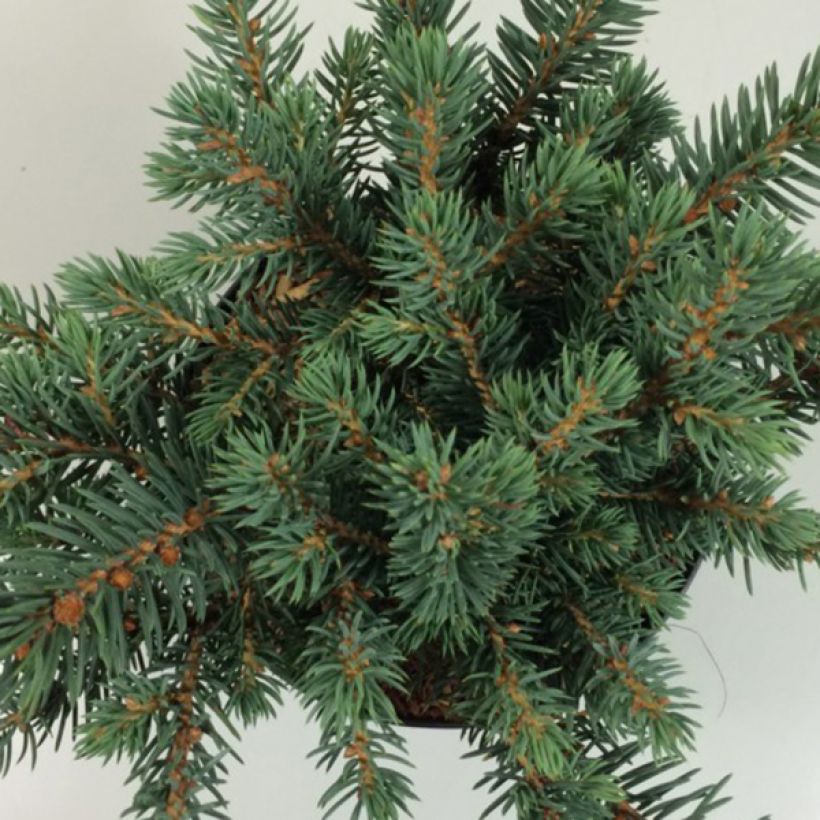 Picea pungens Sonia - Blauwe spar (Foliage)