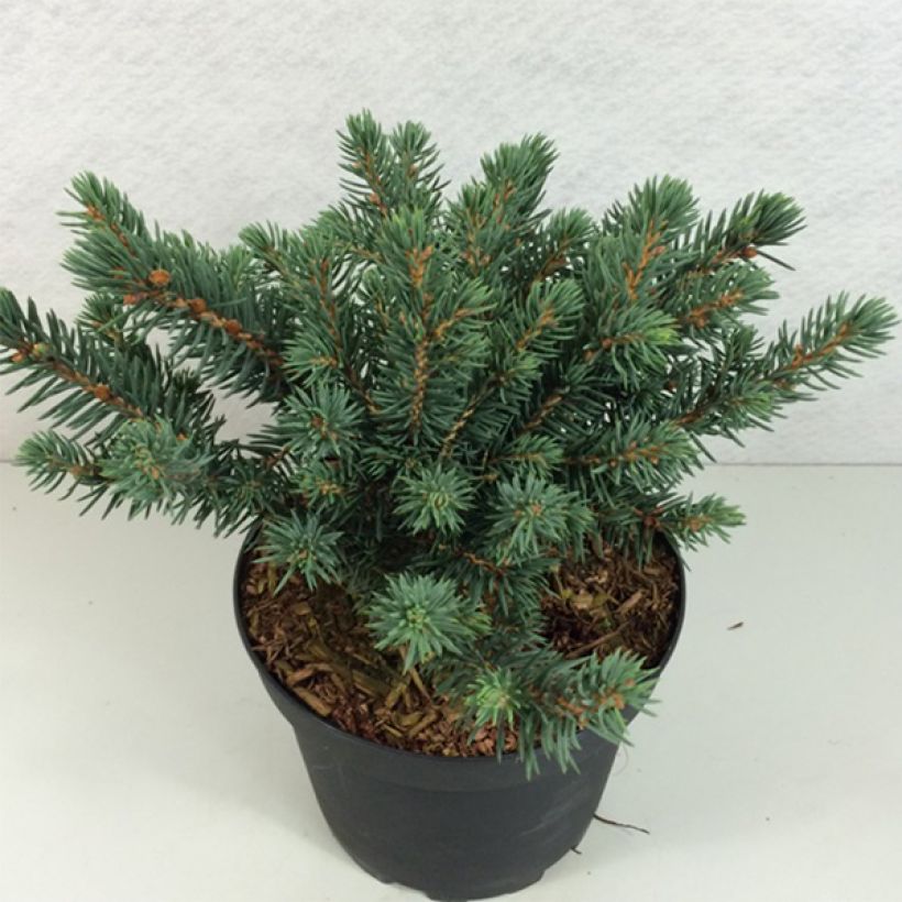 Picea pungens Sonia - Blauwe spar (Plant habit)