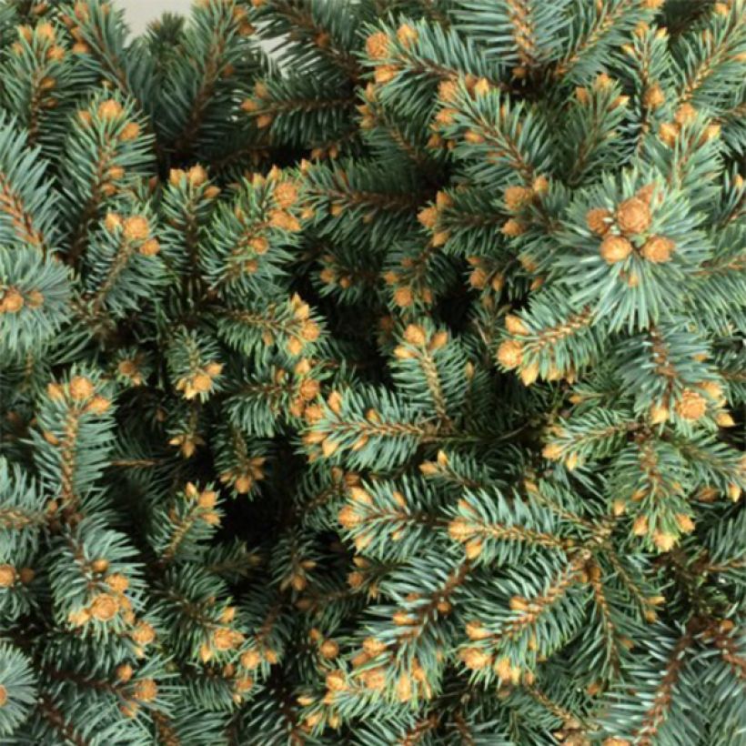 Picea pungens Thuem - Blauwe spar (Foliage)