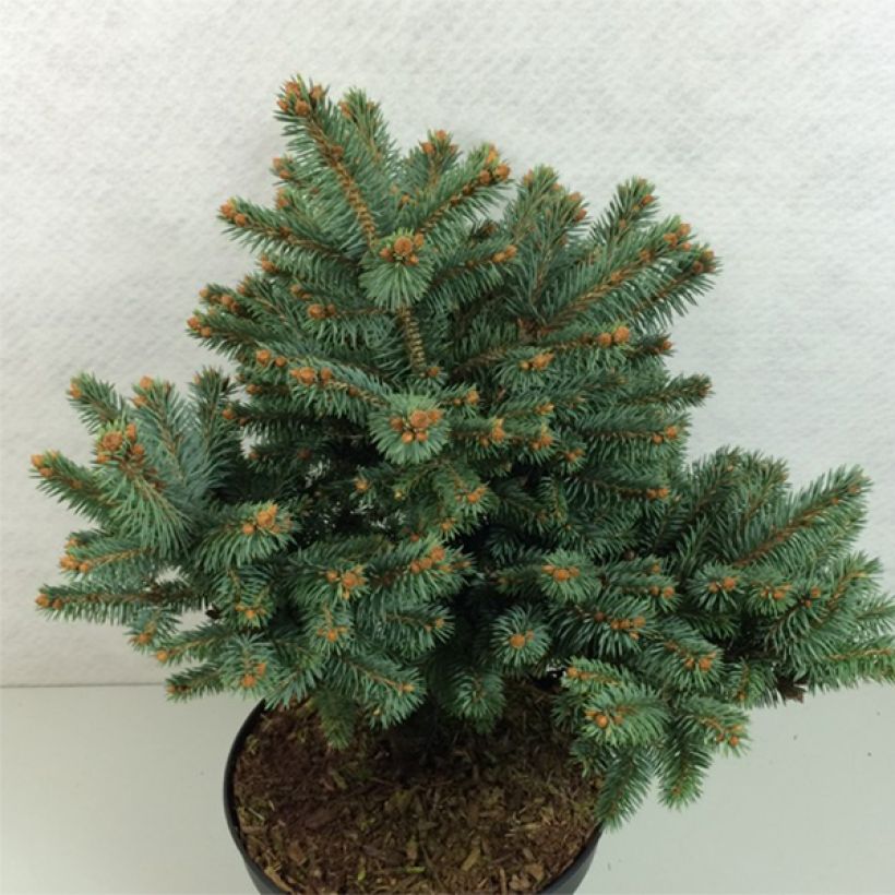 Picea pungens Thuem - Blauwe spar (Plant habit)