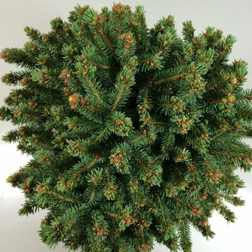 Picea rubens Grandfather Mountain - Rode spar (Foliage)
