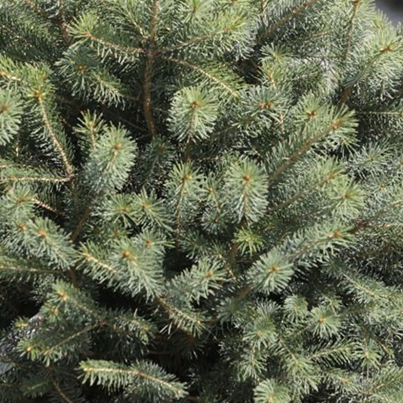 Picea sitchensis Nana - Sitkaspar (Foliage)