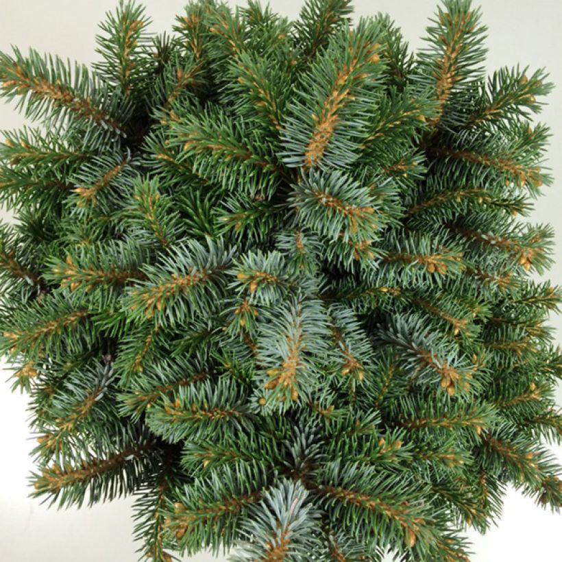 Picea sitchensis Rom - Sitkaspar (Foliage)