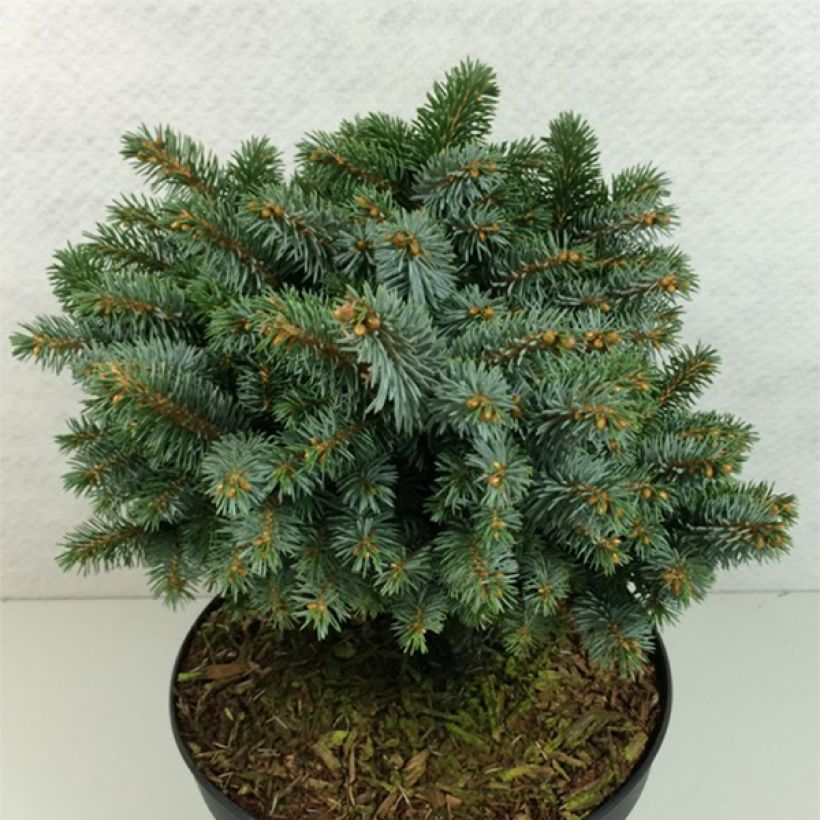Picea sitchensis Rom - Sitkaspar (Plant habit)