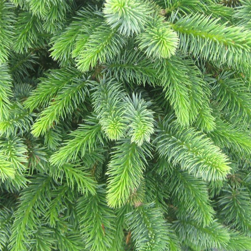 Picea sitchensis Sugarloaf - Sitkaspar (Foliage)