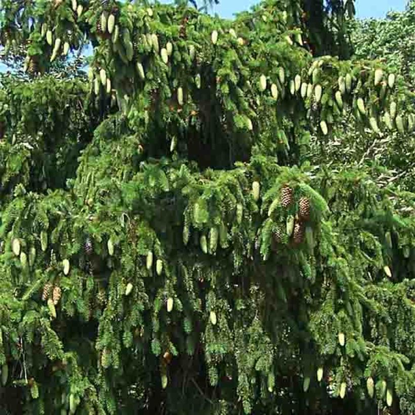Picea abies Acrocona - Fijnspar (Foliage)