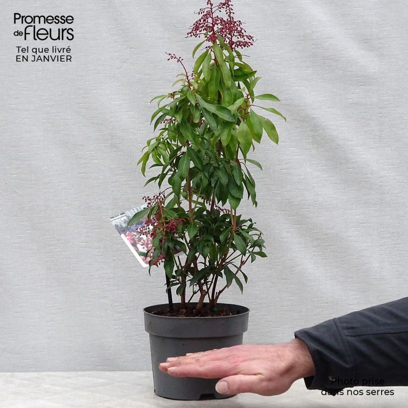 Example of Andromède du Japon - Pieris Japonica Valley Valentine Pot van 2 l/3 l as you get in hiver