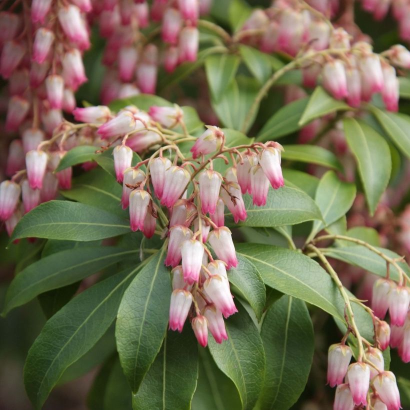 Pieris japonica Christmas Cheer - Japanse rotsheide (Flowering)