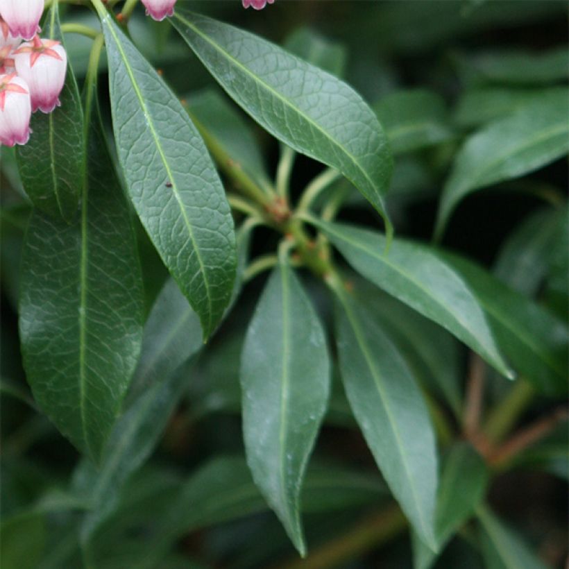 Pieris japonica Katsura - Japanse rotsheide (Foliage)