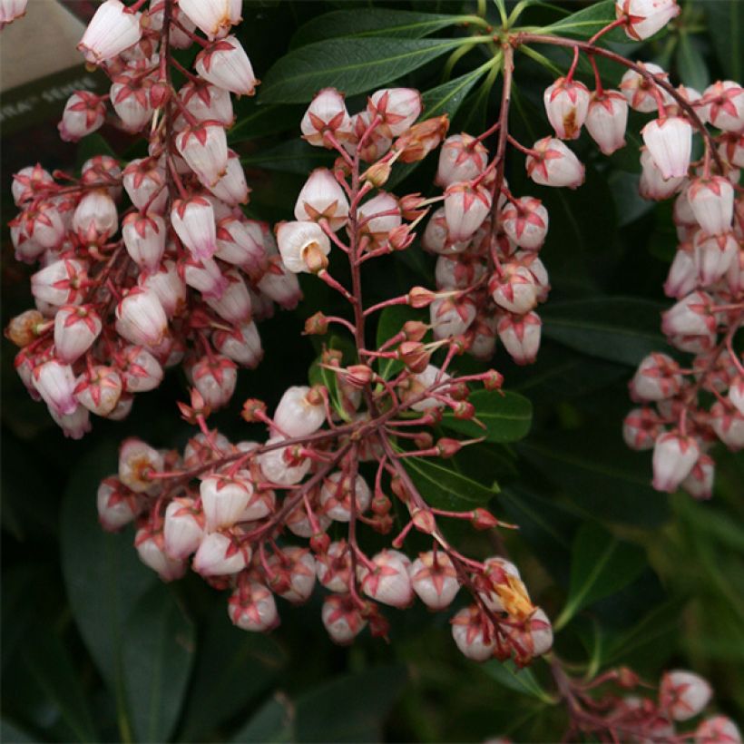 Pieris japonica Katsura - Japanse rotsheide (Flowering)