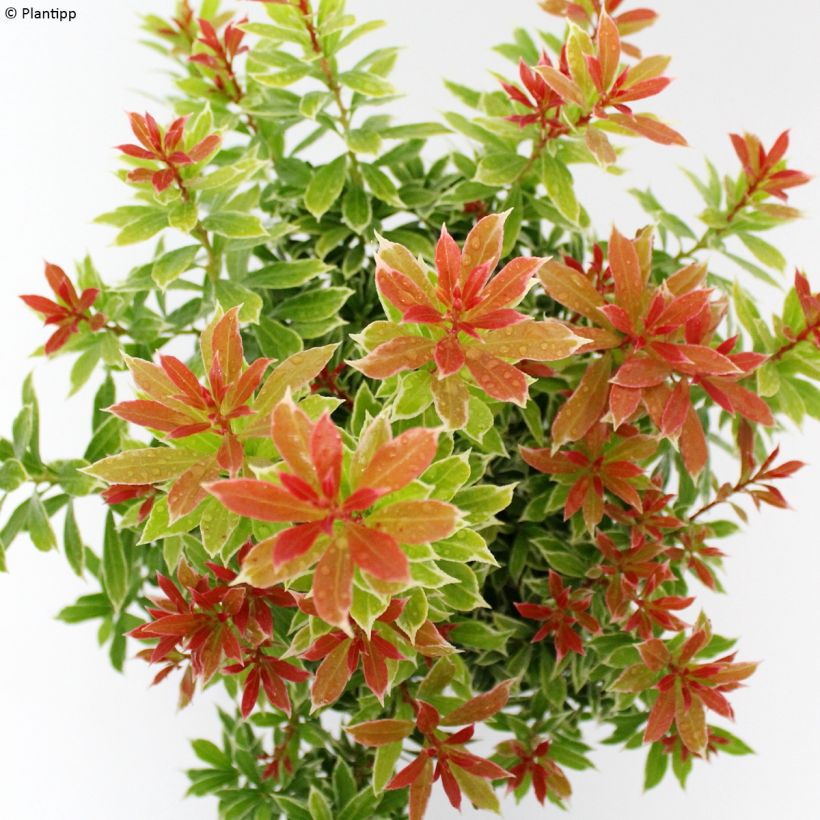 Pieris japonica Little Goldy - Japanse rotsheide (Foliage)