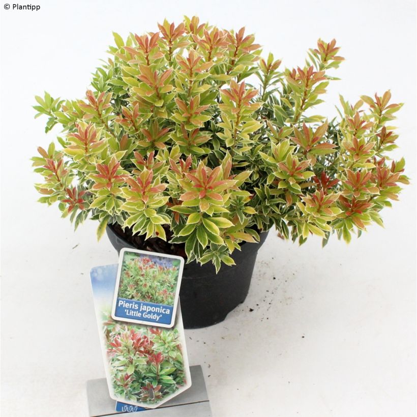 Pieris japonica Little Goldy - Japanse rotsheide (Plant habit)