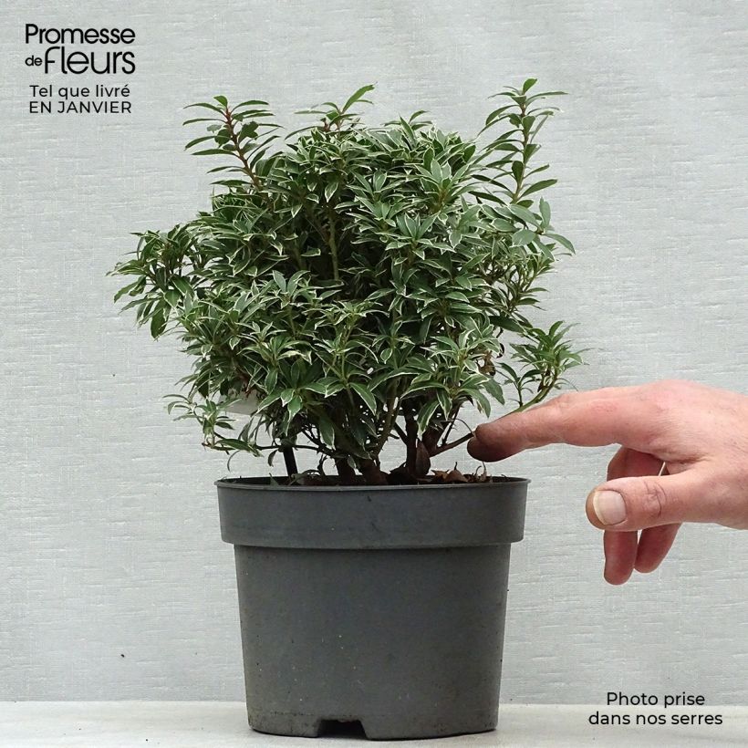 Example of Andromède du Japon - Pieris japonica Little Heath Pot van 2 l/3 l as you get in hiver