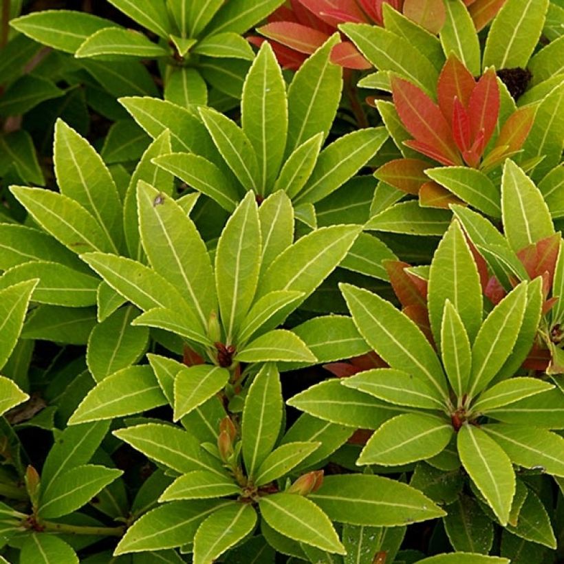 Pieris japonica Sarabande - Japanse rotsheide (Foliage)