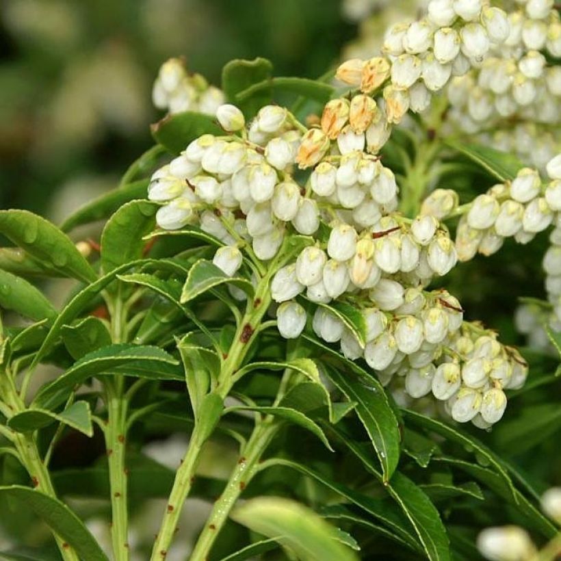 Pieris japonica Sarabande - Japanse rotsheide (Flowering)