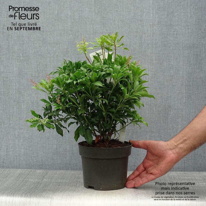 Exemplaar van Pieris japonica Pink Passion - Japanse rotsheide Pot van 2 l/3 l zoals geleverd in de herfst