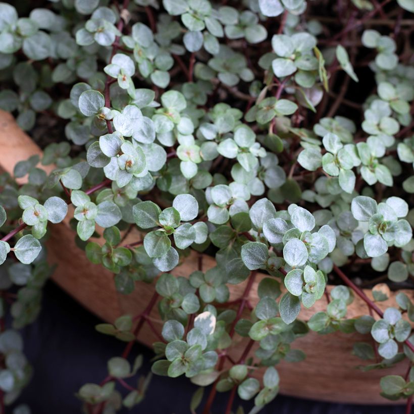 Pilea glaucophylla Greyzy - Kanonplantje (Blad)