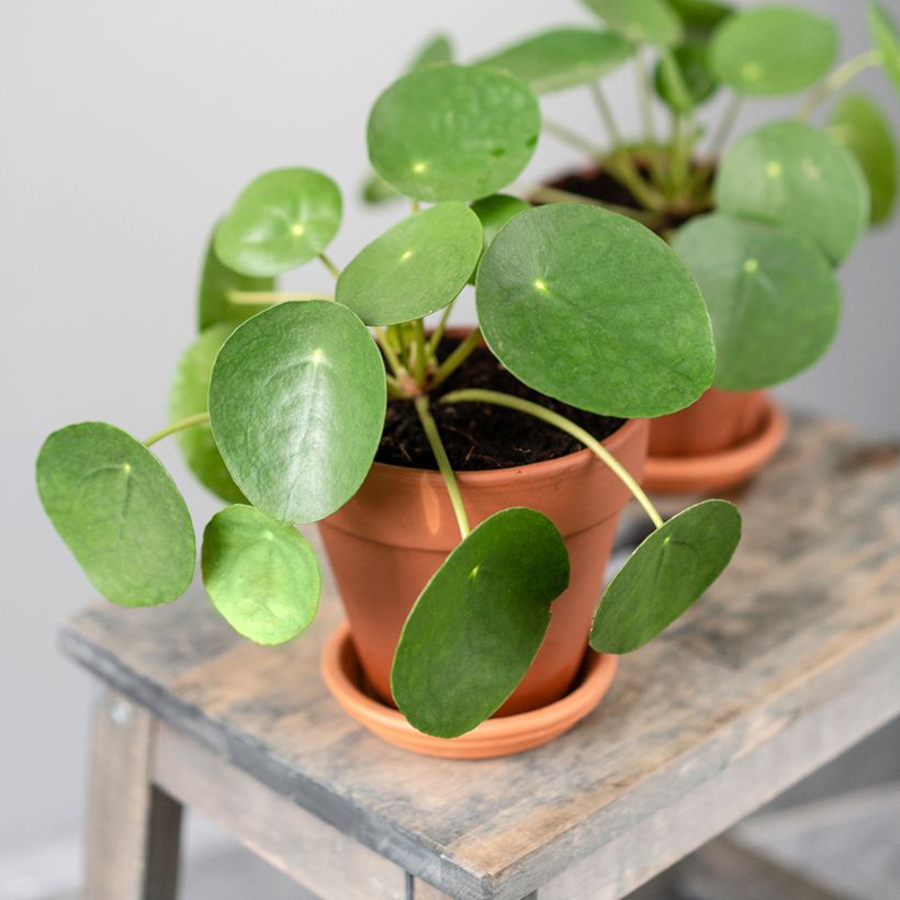 Pilea peperomioides - Pannenkoekenplant (Groeiplaats)