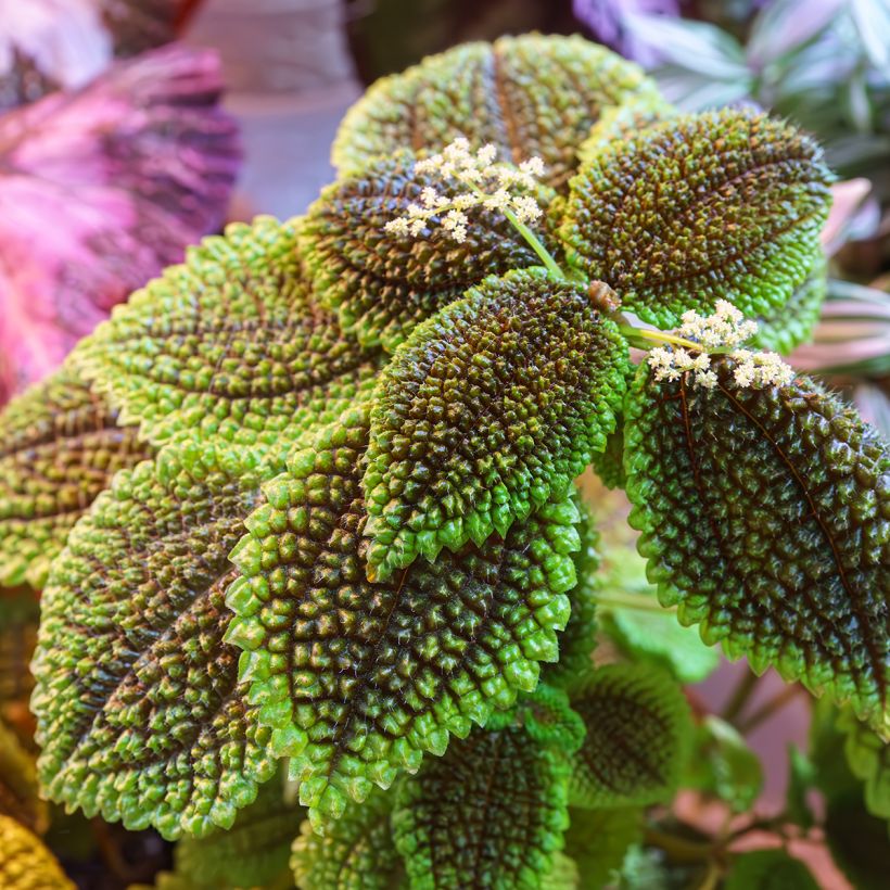 Pilea Moon Valley - Vriendschapsplant (Blad)