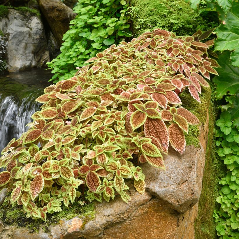 Pilea Moon Valley - Vriendschapsplant (Groeiplaats)