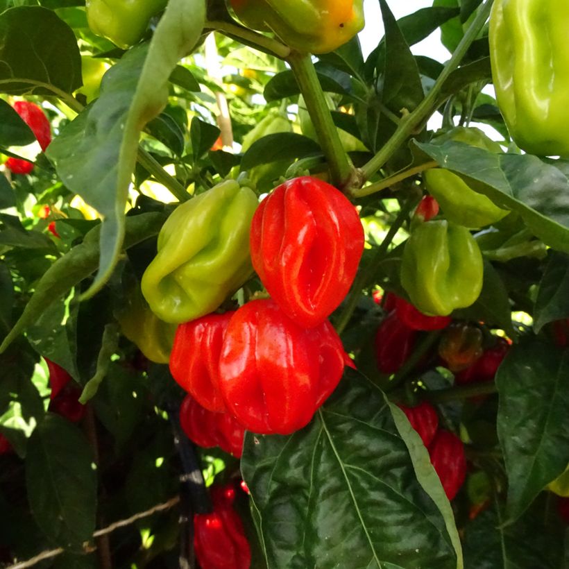 Habaneropeper (Oogst)