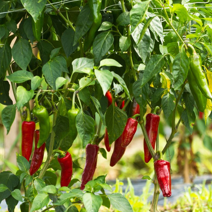 Espelettepeper Gorria (Groeiplaats)