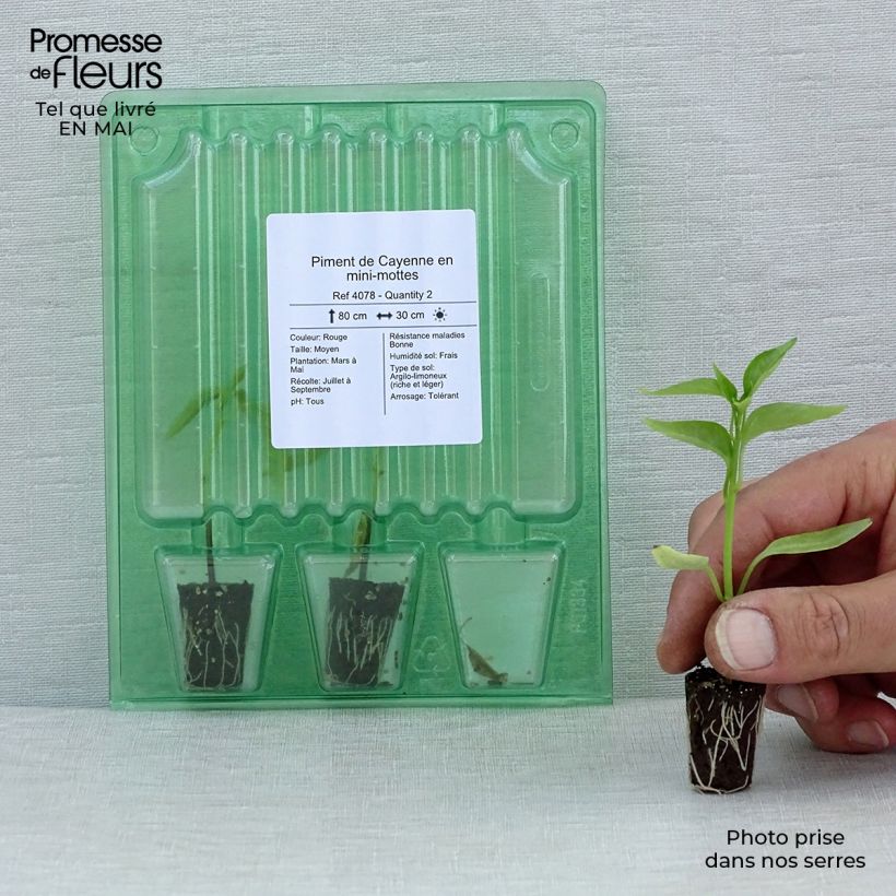 Exemplaar van Cayennepeper (jonge planten) Mini-mot Ø 1,5/2,5 cm zoals geleverd in de lente