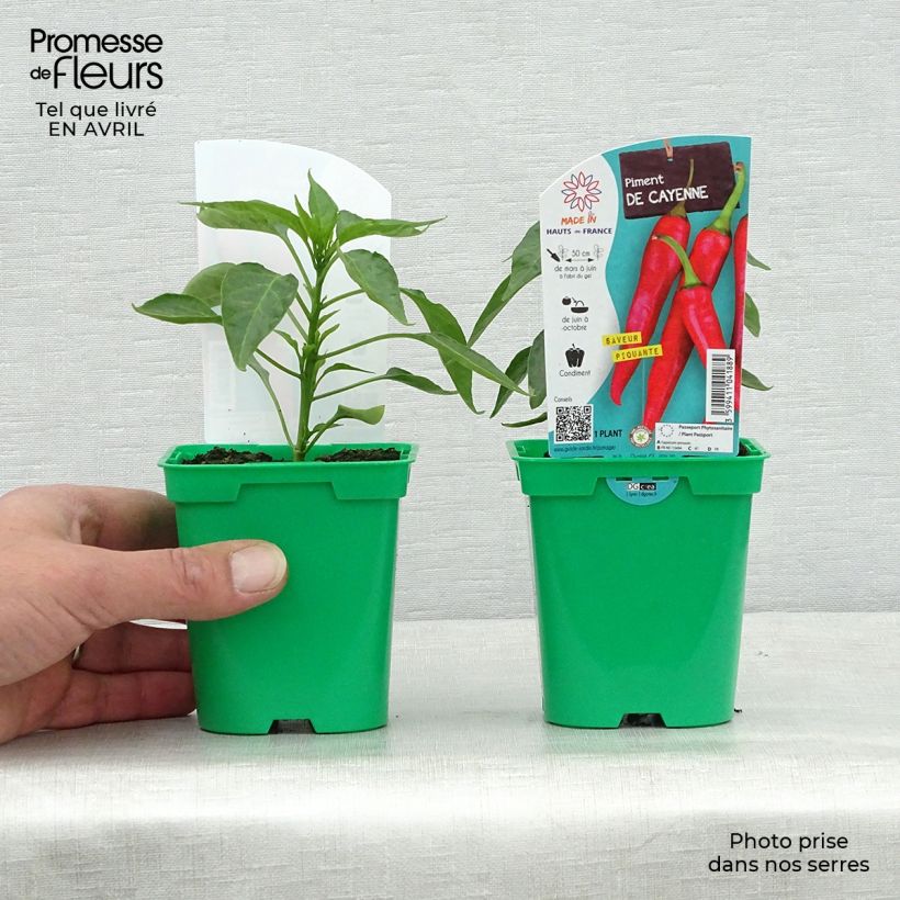 Exemplaar van Cayennepeper (jonge planten) Pot van 10 cm/11 cm zoals geleverd in de lente
