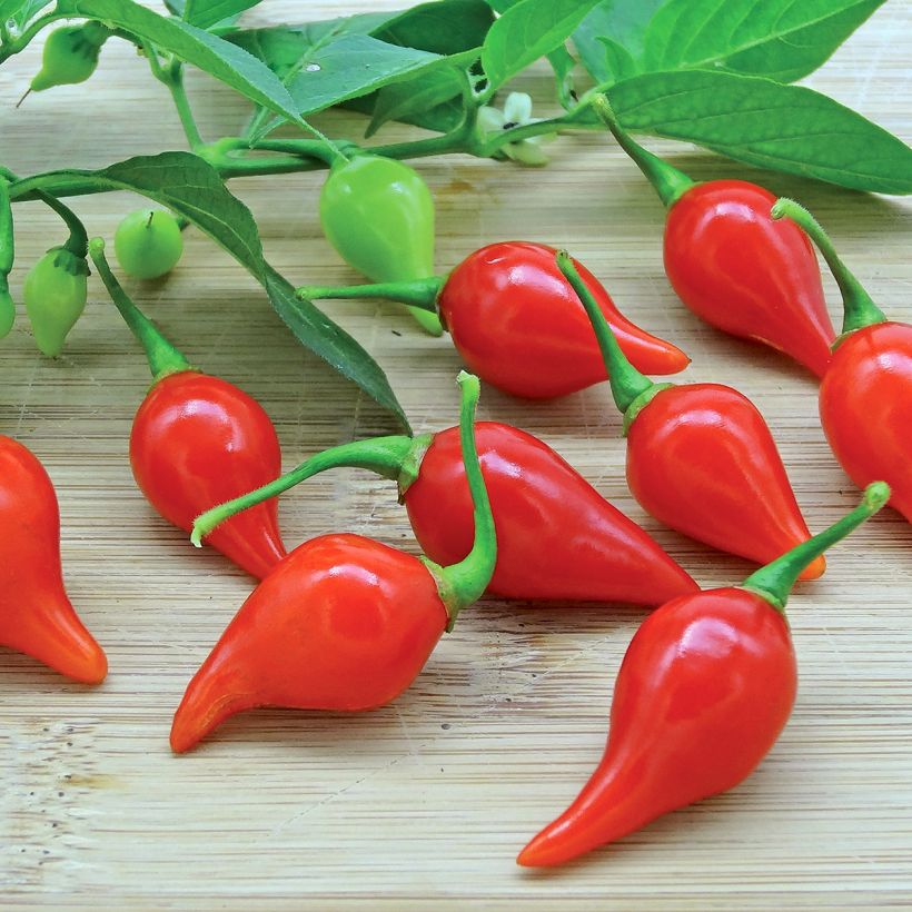 Piment Button Red en plant (Oogst)