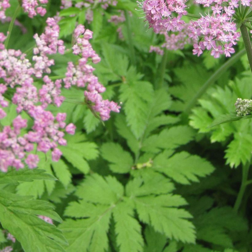 Pimpinella major Rosea - Grote bevernel (Foliage)