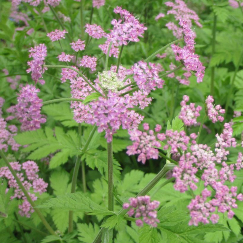 Pimpinella major Rosea - Grote bevernel (Flowering)