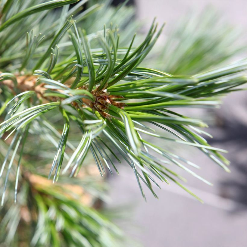 Pinus flexilis Vanderwolf's Pyramid - Buigzame den (Foliage)