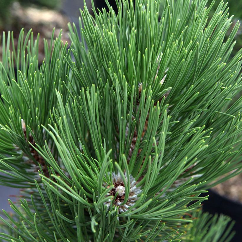 Pinus heldreichii Malinkii - Bosnische den (Foliage)