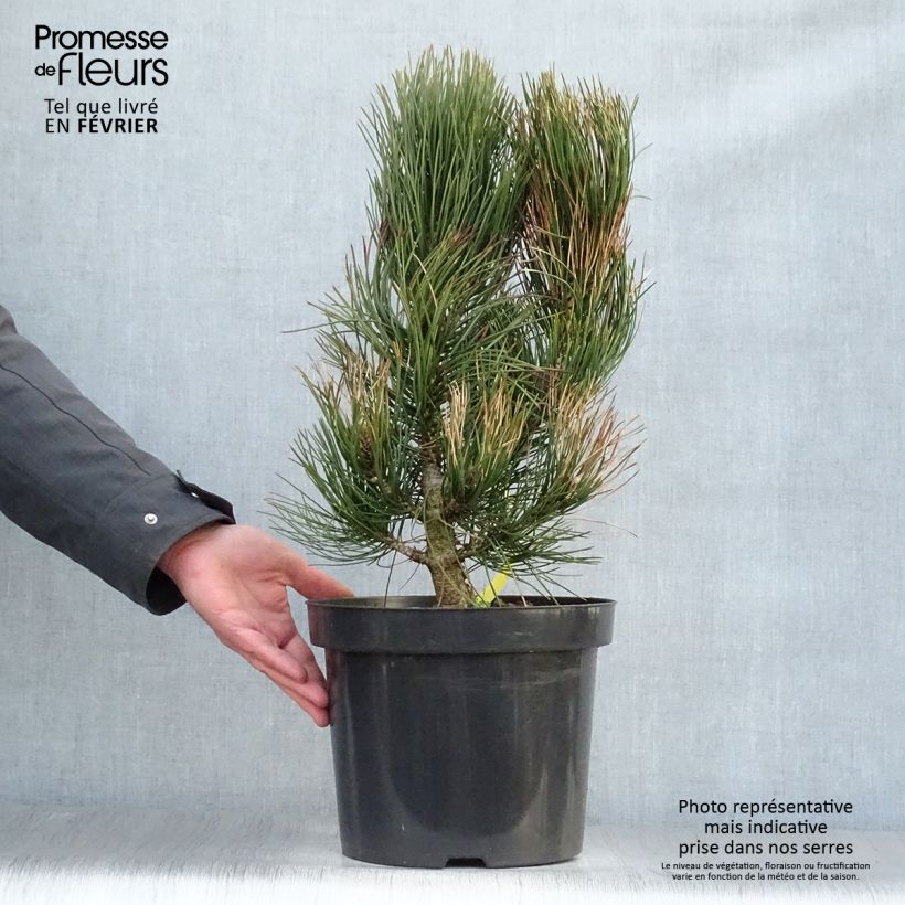 Example of Pin - Pinus heldreichii Satellit Pot van 7,5 l/10 l as you get in hiver