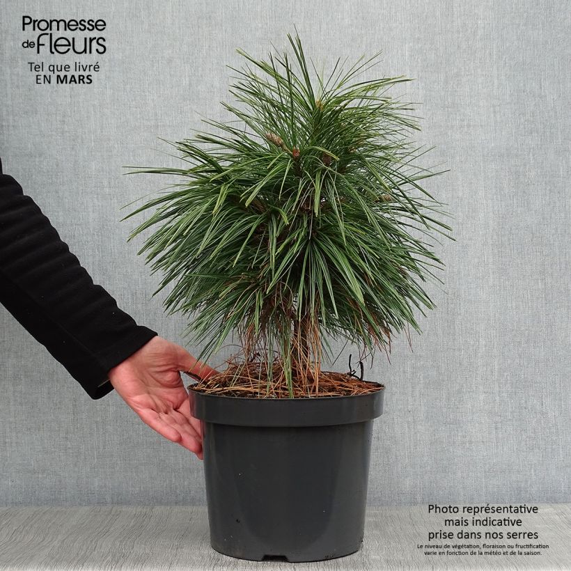Example of Pinus schwerinii Wiethorst - Schwerin-den Pot van 7,5 l/10 l as you get in hiver