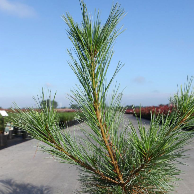 Pinus strobus Blue Shag - Weymouthden (Foliage)