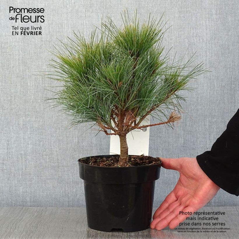 Example of Pin Weymouth - Pinus strobus Blue Shag Pot van 2 l/3 l as you get in hiver