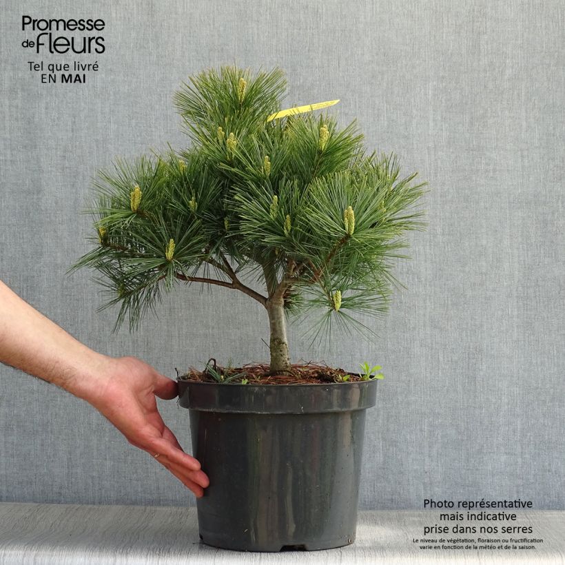 Exemplaar van Pinus strobus Blue Shag - Weymouthden Pot van 7,5 l/10 l zoals geleverd in de lente